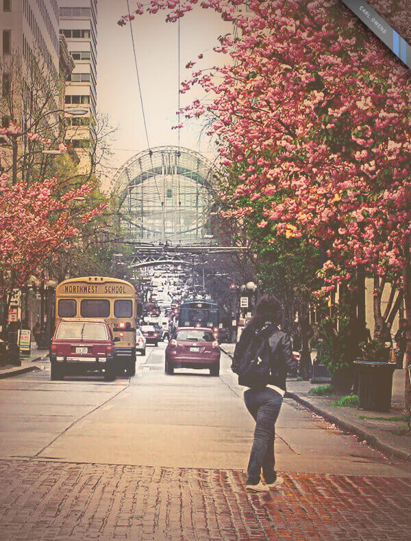 photo of trees in bloom in Seattle